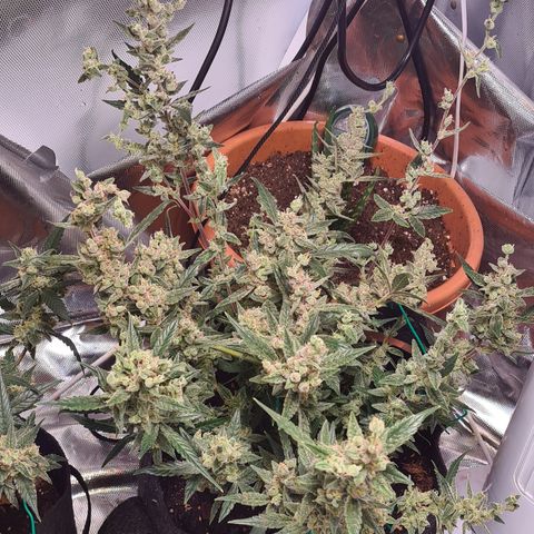 Gladiator Royal Cheese growlog timeline photo