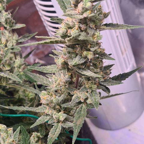 Gladiator Royal Cheese growlog timeline photo