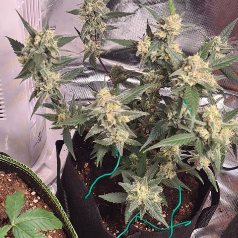 Gladiator Northern lights growlog timeline photo
