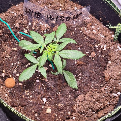 White widow 2 growlog timeline photo