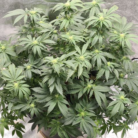 Chocolate mint og growlog timeline photo