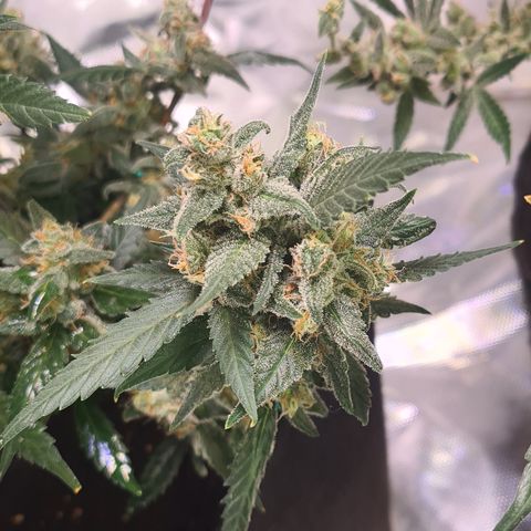 Gladiator Northern lights growlog timeline photo