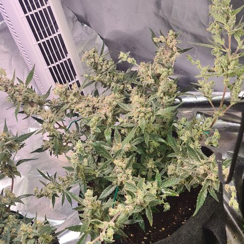 Gladiator Royal Cheese growlog timeline photo
