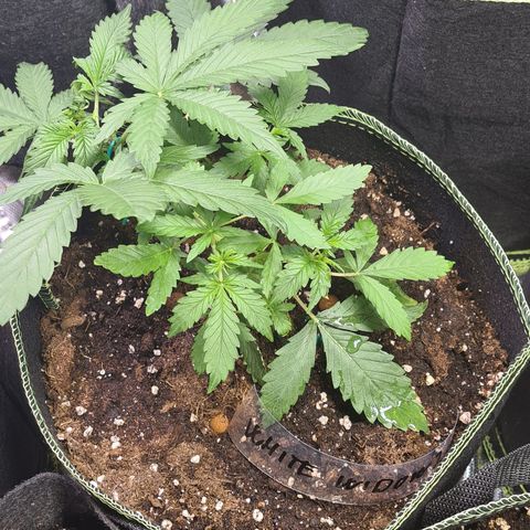 White widow 2 growlog timeline photo