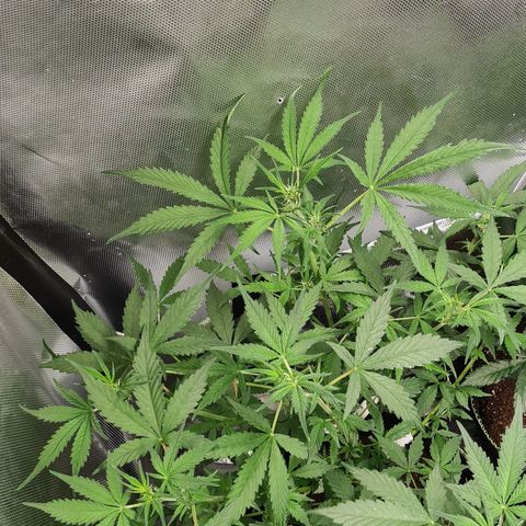 White widow 2 growlog timeline photo
