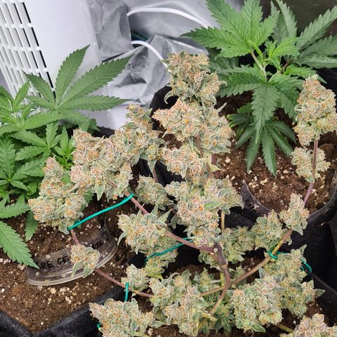 Gladiator Northern lights growlog timeline photo