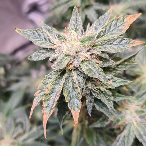 Chocolate mint og growlog timeline photo