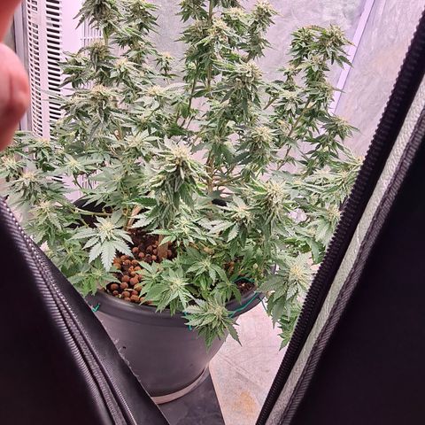 Chocolate mint og growlog timeline photo