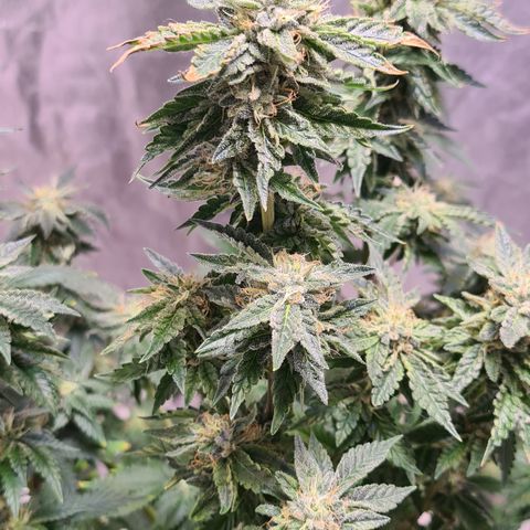 Chocolate mint og growlog timeline photo