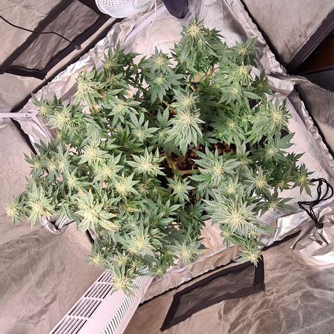 Chocolate mint og growlog timeline photo