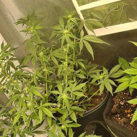 White widow 2 growlog timeline photo