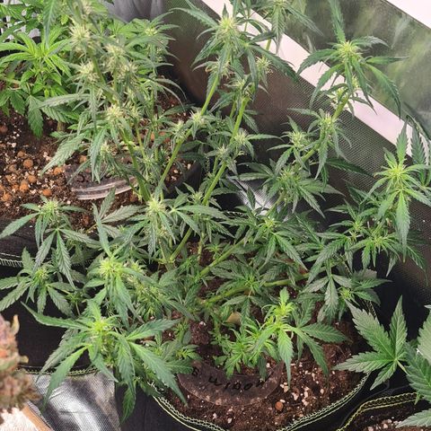 White widow 2 growlog timeline photo