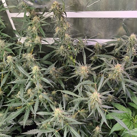 White widow 2 growlog timeline photo