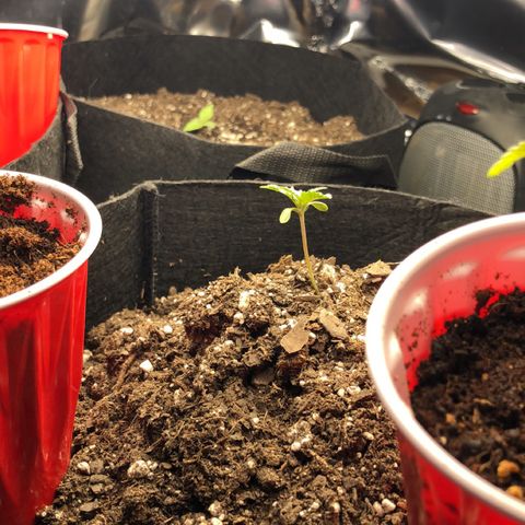 Red Headed Stranger growlog timeline photo