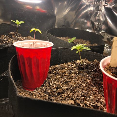 Red Headed Stranger growlog photo: Solo cups Bruce Banner rear right pot Bruce banner