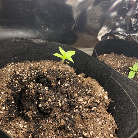 Red Headed Stranger growlog photo: Solo cups Bruce Banner rear right pot Bruce banner