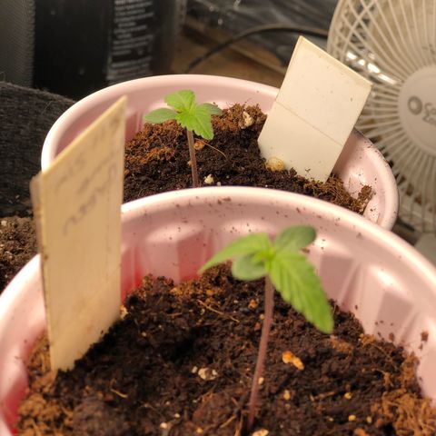 Red Headed Stranger growlog photo: Solo cups Bruce Banner rear right pot Bruce banner