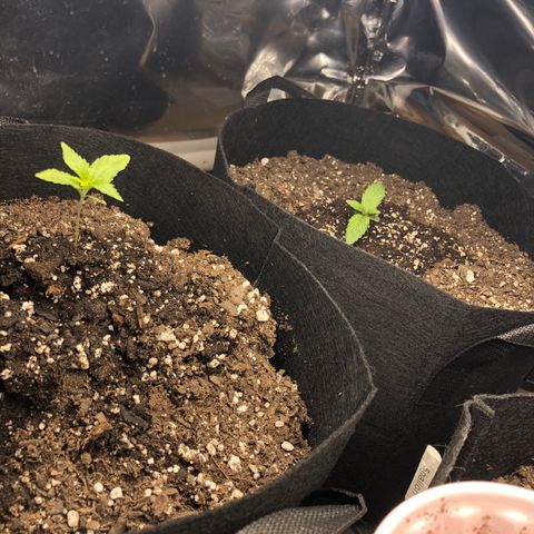 Red Headed Stranger growlog photo: Solo cups Bruce Banner rear right pot Bruce banner