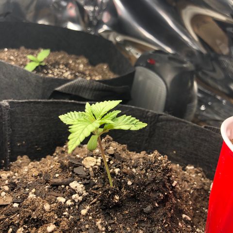 Red Headed Stranger growlog photo: Solo cups Bruce Banner rear right pot Bruce banner