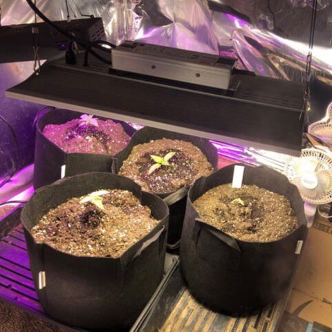 Red Headed Stranger growlog timeline photo