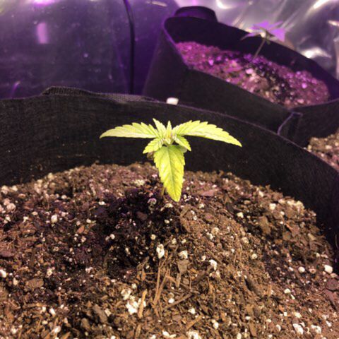 Red Headed Stranger growlog timeline photo