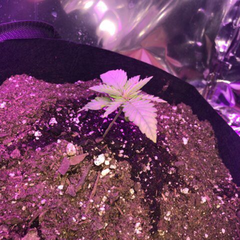 Red Headed Stranger growlog timeline photo