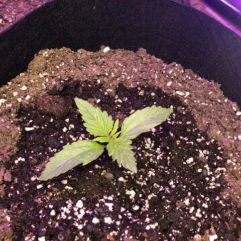 Red Headed Stranger growlog timeline photo