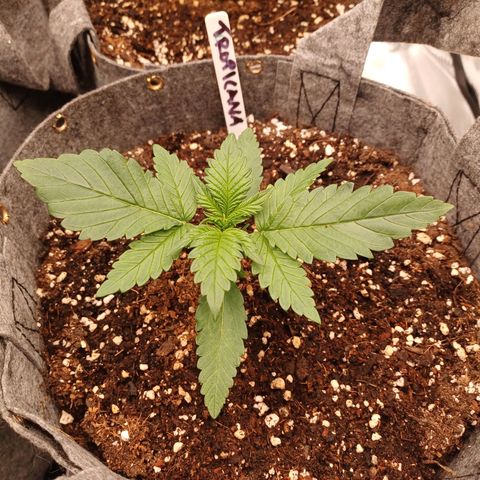 Tropicana Cookies Auto growlog timeline photo