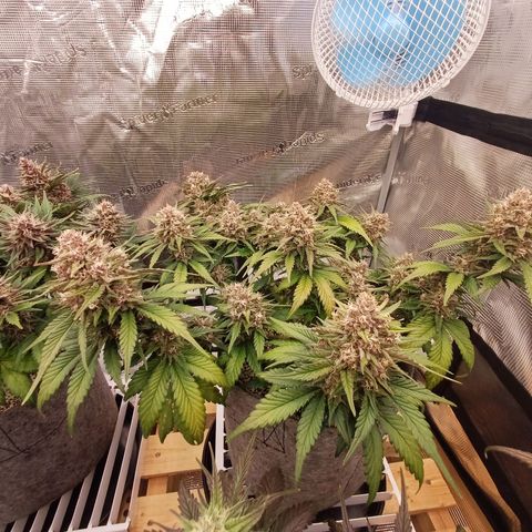 Tropicana Cookies Auto growlog timeline photo