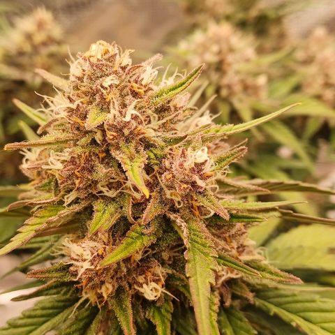 Tropicana Cookies Auto growlog timeline photo