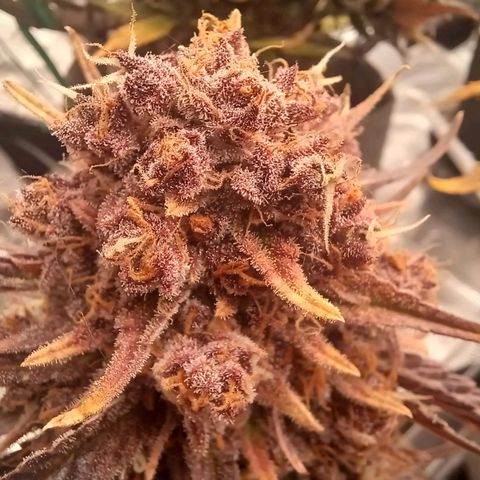 Tropicana Cookies Auto growlog photo: Yielded 75g, really tight buds!