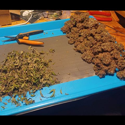 Tropicana Cookies Auto growlog photo: Yielded 75g, really tight buds!