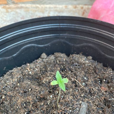 Jack Herer growlog photo: Pela tarde 