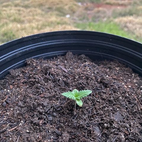 Jack Herer growlog photo: Pela tarde