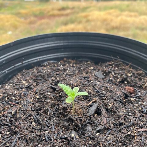 Jack Herer growlog photo: Pela manhã 