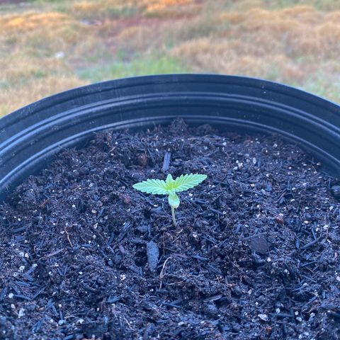 Jack Herer growlog photo: Pela manhã 