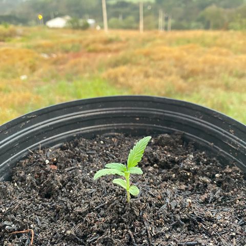 Jack Herer growlog photo: Após uns dias sem fotografar ou anotar, por motivos pessoais, aí está ela, dia 8 pela manhã 