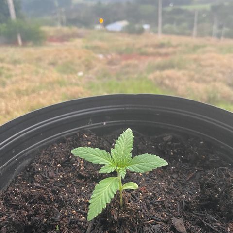 Jack Herer growlog timeline photo