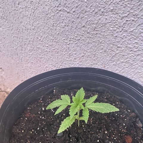 Jack Herer growlog timeline photo