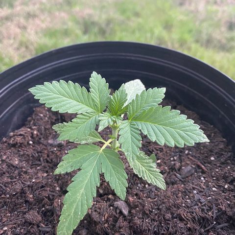 Jack Herer growlog timeline photo