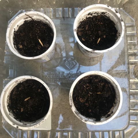Hawaiian Pancakes growlog timeline photo