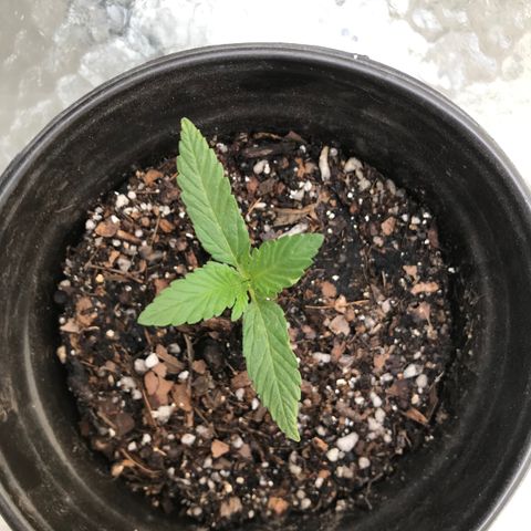 Hawaiian Pancakes growlog timeline photo