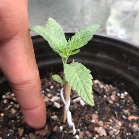 Hawaiian Pancakes growlog timeline photo