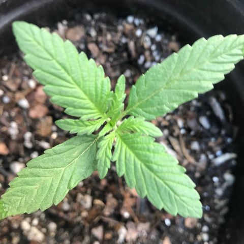 Hawaiian Pancakes growlog timeline photo