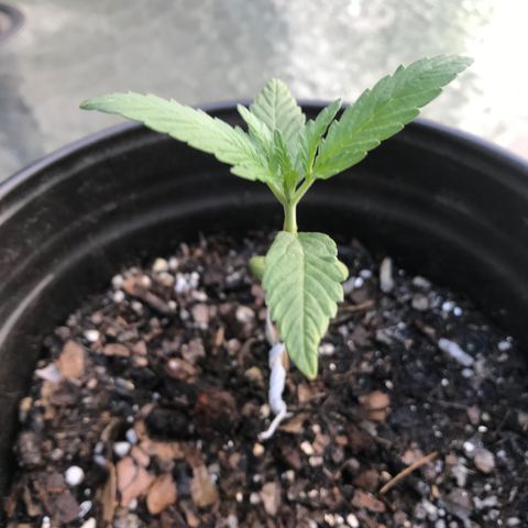 Hawaiian Pancakes growlog timeline photo