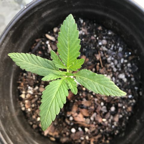 Hawaiian Pancakes growlog timeline photo
