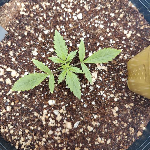 Alaskan Purple Auto growlog timeline photo