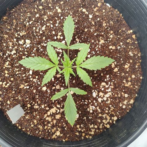 Alaskan Purple Auto growlog timeline photo