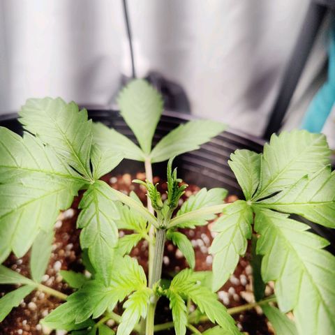 Alaskan Purple Auto growlog timeline photo