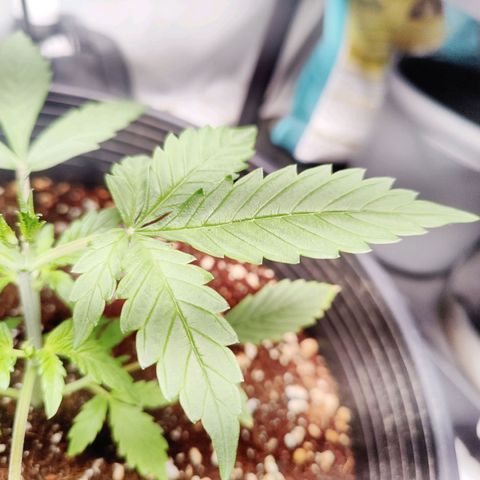 Alaskan Purple Auto growlog timeline photo
